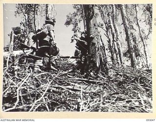 WEWAK AREA, NEW GUINEA, 1945-06-11. TROOPS OF B COMPANY, 2/8 INFANTRY BATTALION ON HILL 2 AS THE UNIT MOVES FORWARD