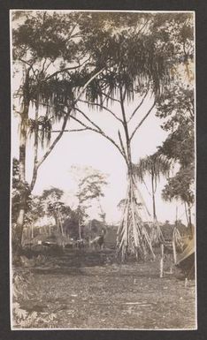 [New Guinean Trees with Peculiar Trunks]