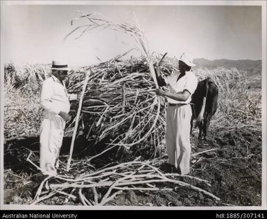 Inspecting cane