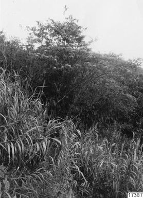 ["sama, landskap, buske, berg, skog, fotografi, photograph"]