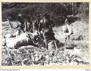 BULOLO, NEW GUINEA. 1945-10-17. NATIVES IN THE WAU TOWNSHIP AREA BAGGING WILD PUMPKINS AND CHOKOS, WHICH THEY GATHERED FROM SMALL GARDENS PLANTED BY CIVILIANS BEFORE THE WAR. THE NATIVES ARE ..