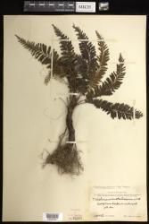 Cephalomanes atrovirens subsp. boryanum