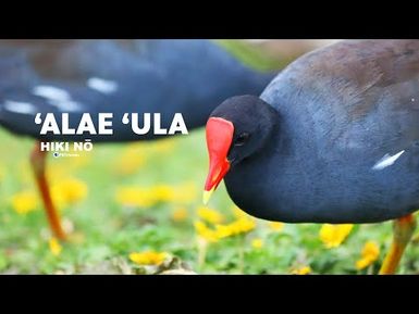 'Alae 'Ula | HIKI NŌ - PBS HAWAIʻI