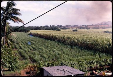 Sugar cane, Fiji, 1971