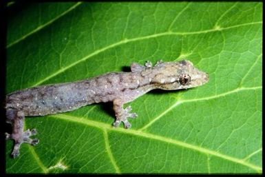 Hemiphyllodactylus typus