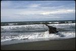 WWII canon by the shore