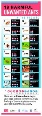 18 harmful unwanted ants in the Pacific