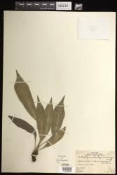 Antrophyum plantagineum