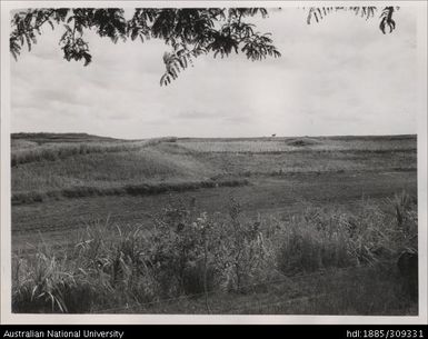 Din Mohamed's farm, Solovi Sector, Lautoka