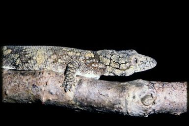 Eurydactylodes vieillardi