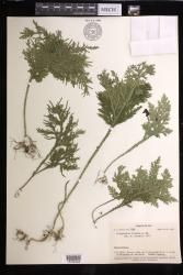 Selaginella firmula