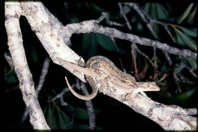 Mating pair of geckos