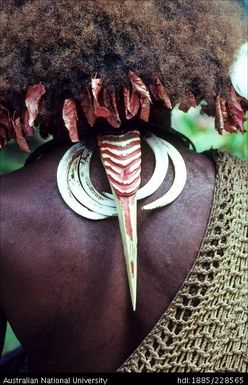 Hornbill beak used as decoration. Hornbill beaks are traded by the lowland forest dwellers to the Huli. These beaks, suspended from the back of the neck and flanked by pig tusks, are an integral part of male Huli dress