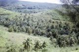 French Polynesia, valley of wild coconut palms on Tahiti Island