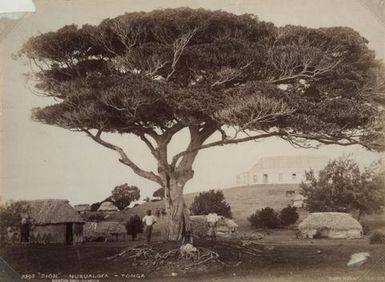 "Zion", Nukualofa [Nuku'alofa], Tonga