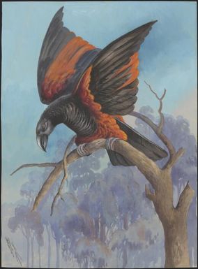 Red and black cockatoo (Dasyptilus pesqueti), Papua New Guinea, 1917 / Ellis Rowan]