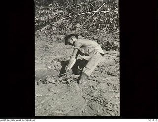 AITAPE, NORTH EAST NEW GUINEA. C. 1944-06. LEADING AIRCRAFTMAN J. J. MAHER, MUNGINDI, NSW, WORKING IN THICK MUD TO SECURE A CHAIN TO A LOG TO BE HAULED OFF TO A SAWMILL