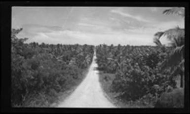 [Dirt road and surrounding palm trees]