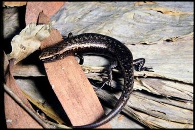 Caledoniscincus terma