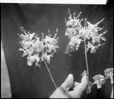 New Guinea orchids on two stems, Rabaul, New Guinea, ca. 1936, 2 / Sarah Chinnery