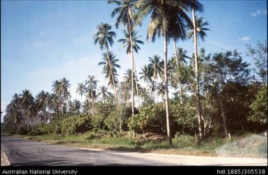 Cocoa and coconuts, Gnadael Canal