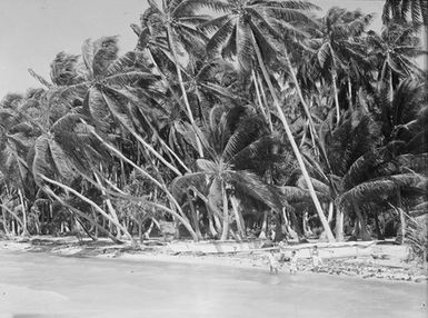 [View of shoreline, many palm trees, and Pacific island children with canoes]