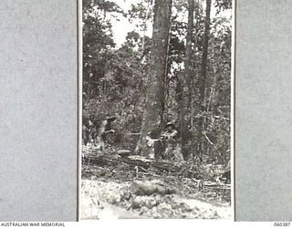 SOGERI, NEW GUINEA. 1943-11-20. STAFF PERSONNEL OF THE SCHOOL OF SIGNALS, NEW GUINEA FORCE FALLING A TREE WHICH WILL BE CUT INTO LOGS AND HAULED TO THE UNIT SAWMILL