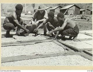 1943-06-29. NEW GUINEA. VEGETABLE GARDENS IN THE MOUNTAINS OF NEW GUINEA. THIS GARDEN SUPPLIES VEGETABLES FOR TROOPS IN THE WAU-MUBO AREA. THE MAJORITY OF THE OUTPUT GOES TO HOSPITALS AND REST ..