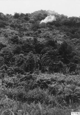 ["landskap, rök, vegetation, fotografi, photograph"]