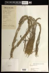 Indet. Lycopodiaceae