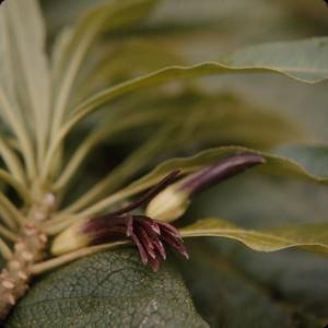 [Clermontia kohalae flower close-up in Kohala, United States]