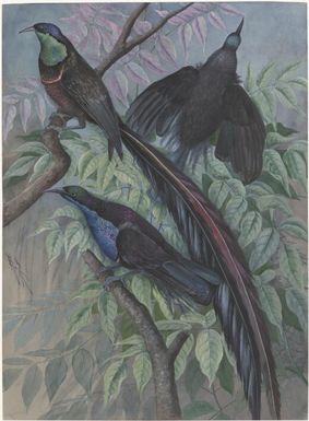 Princess Stephanie's astrapia (Astrapia Stephaniae), Magnificent riflebird (Ptiloris magnificus), Papua New Guinea, 1917 / Ellis Rowan
