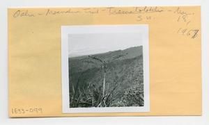 [Trematolobelia in Hawaii, envelope IE33-099]