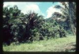 New Guinea. 15 miles west of Lae. Sago palm on road to Bulolo near Markham River.