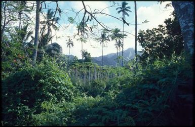 Landscape of vegetation