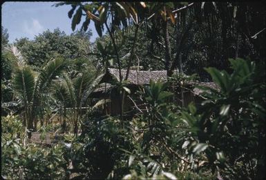 The surrounds of the village, the house : Bwalalea village, D'Entrecasteaux Islands, Papua New Guinea, 1956-1958 / Terence and Margaret Spencer