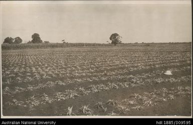 Crowns planted mid May, Pineapple Mill