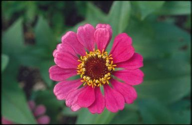 Bright pink flower with brown and yellow centre