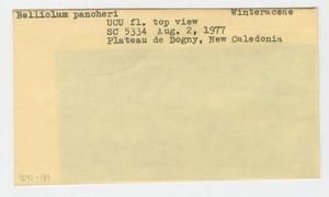 [Belliolum pancheri in New Caledonia, envelope IE41-181]