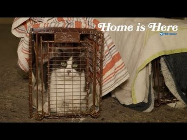 Solving Hawaiʻi's Feral Cat Problem | PBS HAWAIʻI