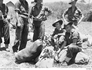 WONDECLA, QLD. 1943-10-08. MEMBERS OF THE 2/7TH INFANTRY BATTALION, 17TH AUSTRALIAN INFANTRY BRIGADE, RETURNED FROM NEW GUINEA, RESTING WITH THEIR KITBAGS. LEFT TO RIGHT: VX106909 PRIVATE (PTE) J. ..