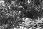 Pig festival, pig sacrifice, Tsembaga: man stands over dead pig, bark lined oven (r), firewood and oven stones