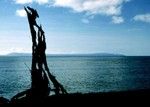 Driftwood with a view of Raga