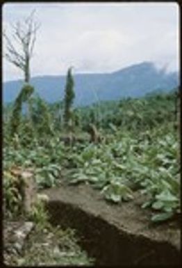 Tobacco garden