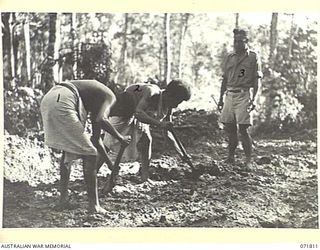 ILOLO, NEW GUINEA, 1944-03-30. MEMBERS OF THE NATIVE LABOUR CAMP, AUSTRALIAN NEW GUINEA ADMINISTRATIVE UNIT, WORK UNDER THE SUPERVISION OF A "BOSS BOY" MAINTAINING A VEHICLE TRACK LEADING TO THE ..