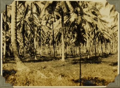 Palm trees, Samoa, 1928