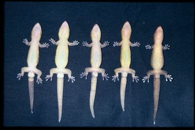 5 specimens (ventral)