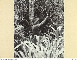 LAKONA, NEW GUINEA, 1944-03-29. A MORTAR DETACHMENT FROM THE 30TH INFANTRY BATTALION, POSITIONED IN KUNASI GRASS. SHOWN: NX136053 PRIVATE (PTE) J. HARAN; NX121239 PTE H. J. TROUGHTON; VX124546 PTE ..