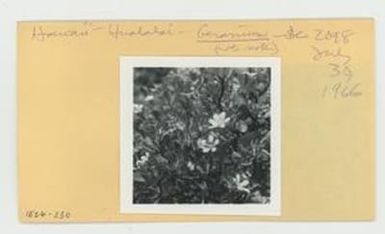 [Geranium in Hawaii, envelope IE26-230]