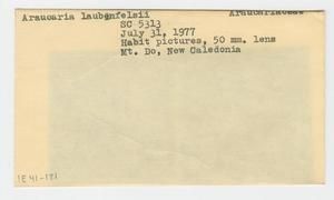 [Araucaria laubenfelsii in New Caledonia, envelope IE41-121]